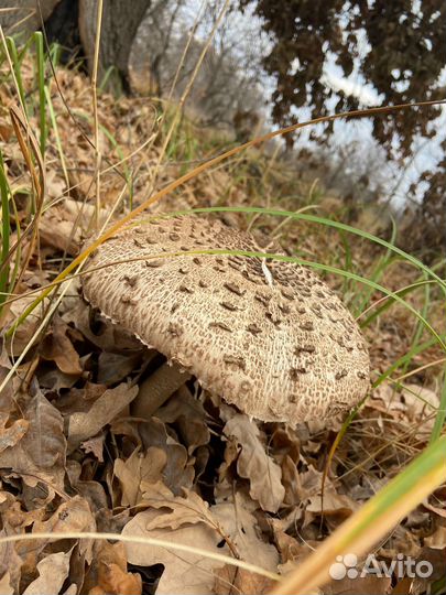 Грибы свежие зонтики