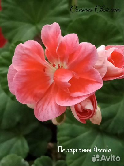 Пеларгония герань
