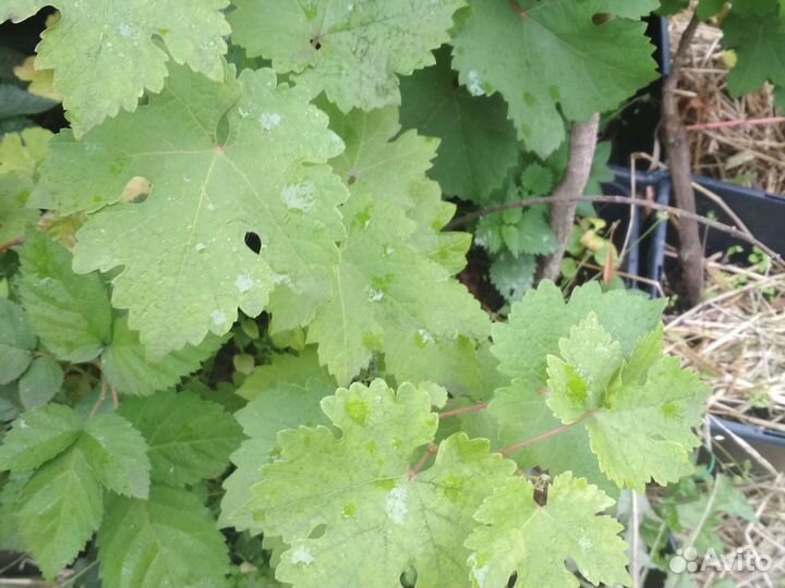 Саженцы Винограда Ультраранних сортов для Перми