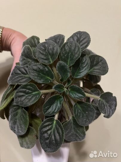 Сортовые фиалки