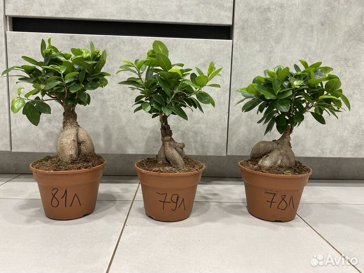 Фикус микрокарпа гинсенг