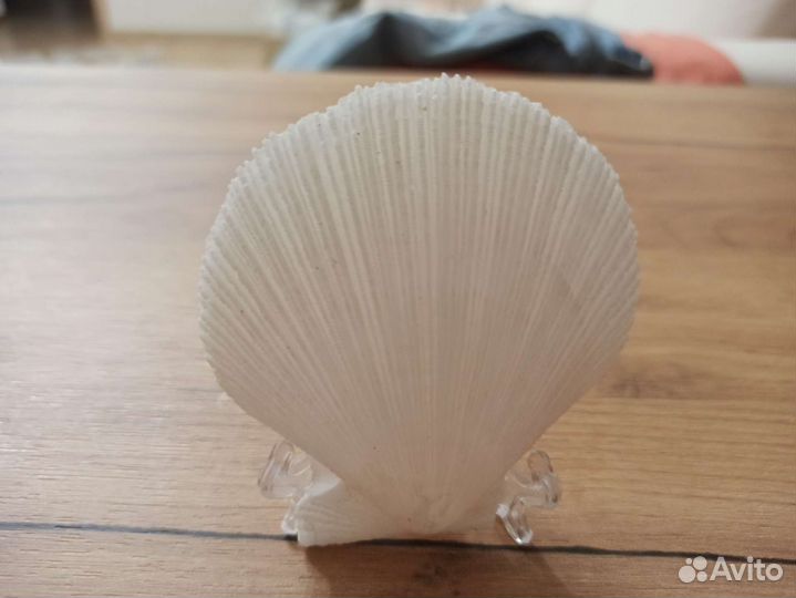 Морская раковина