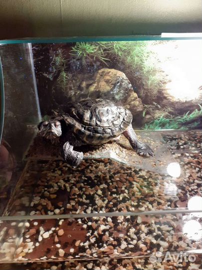 Отдам черепаху