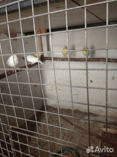 Молодые канарейки