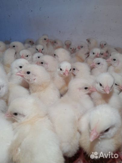 Утки - муларды