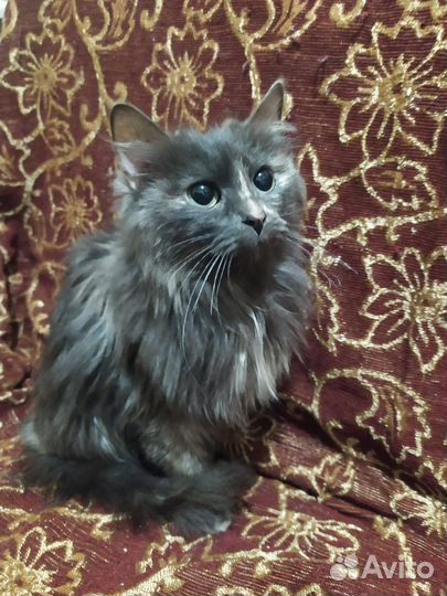 Кошка в дар