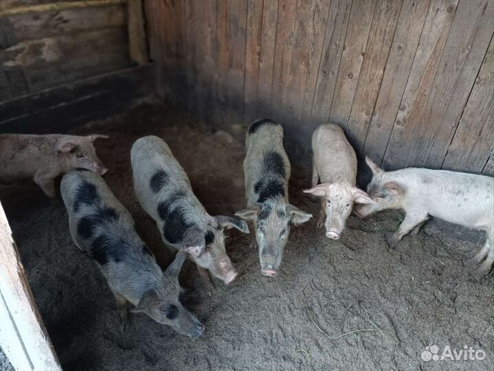 Поросята