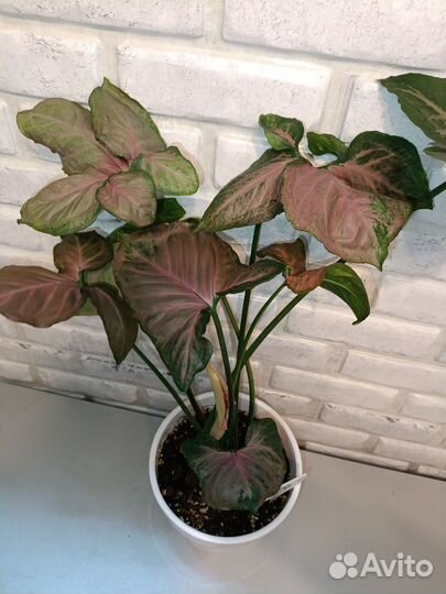 Сингониум орм нак супер ред