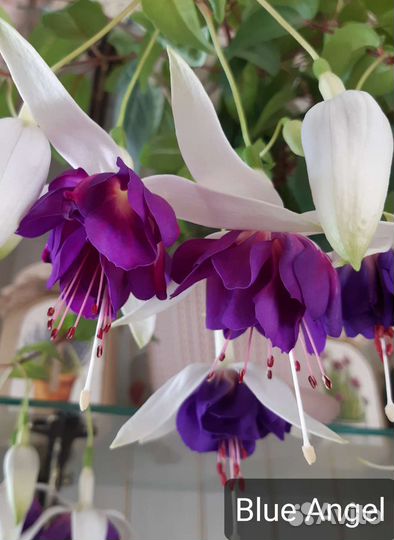 Фуксия (укорененные черенки)