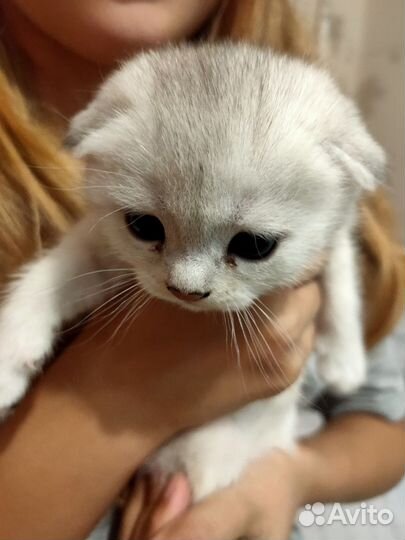 Шотландская вислоухая шиншилла