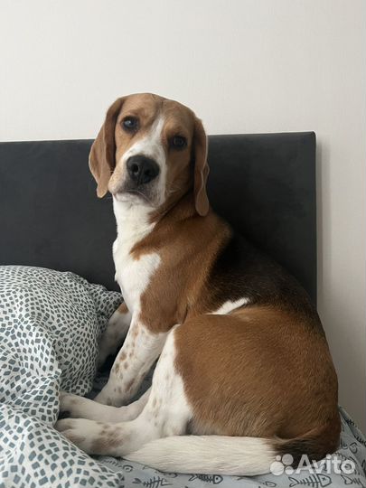 Бигль вязка