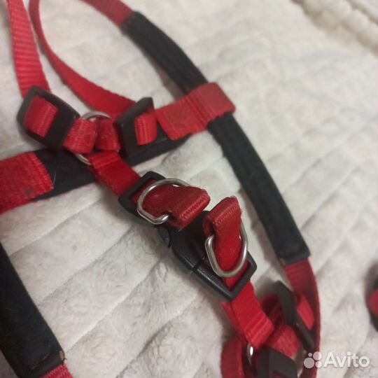 Ошейник и шлейка для собак