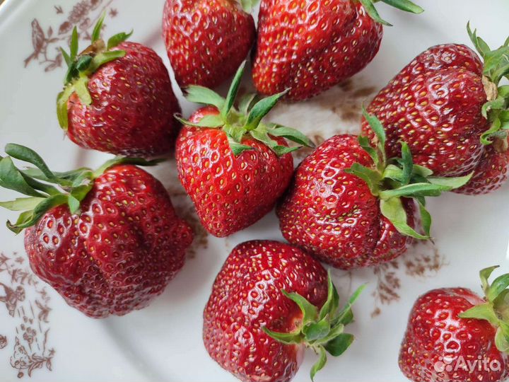 Рассада клубники