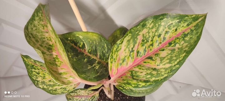 Аглаонемы разные