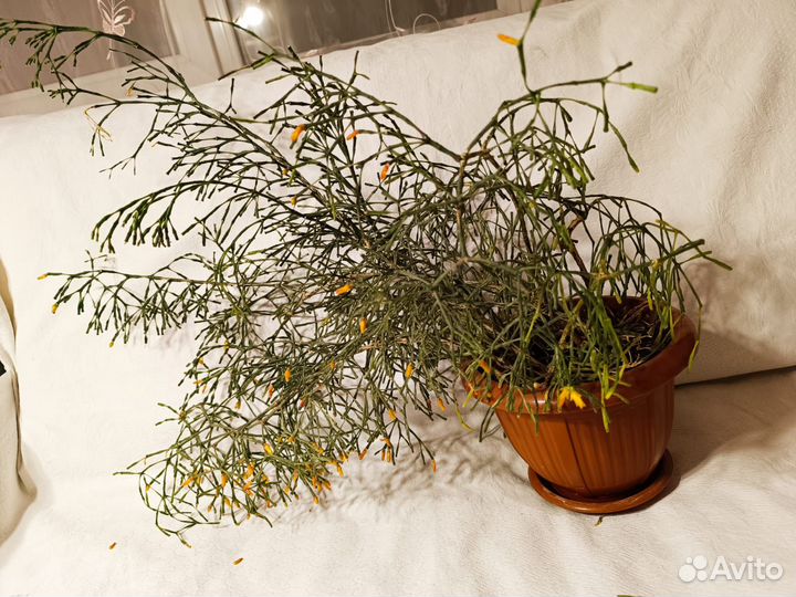 Хатиора - комнатное растение. Цветок Палочник