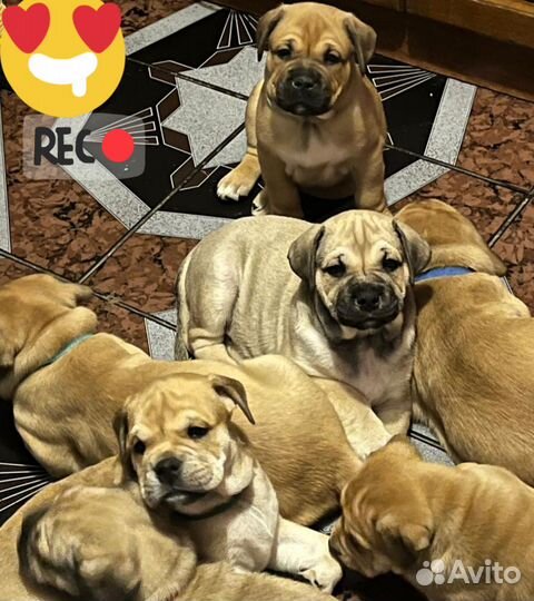 Щенки Кадебо