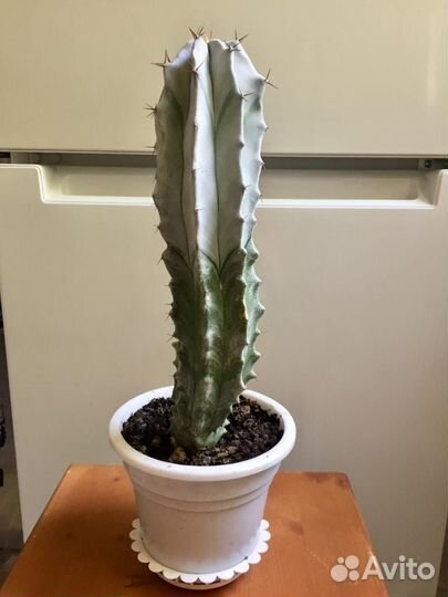 Кактус цереус с горшком