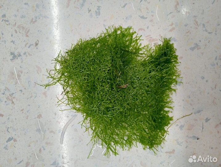 Аквариумные растения (прополка)