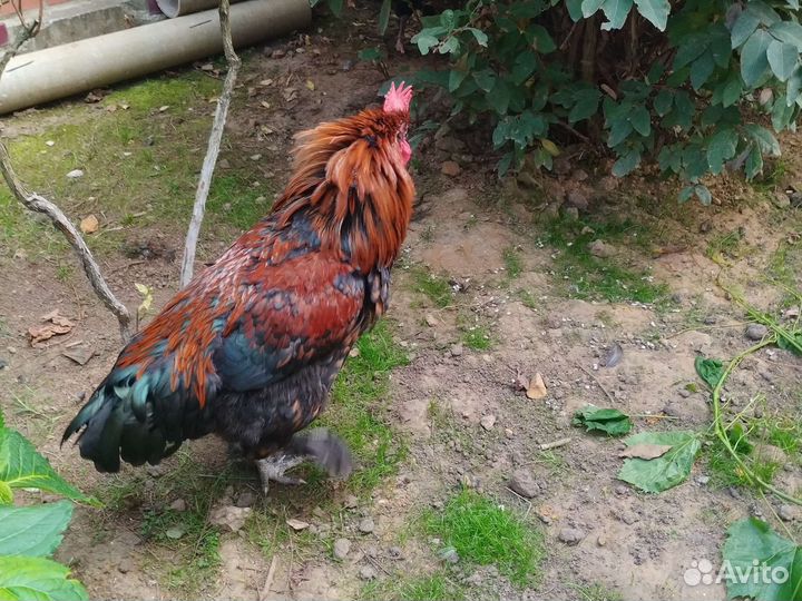Петух породы моран
