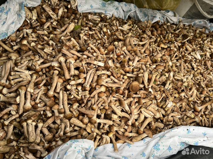 Грибы опята свежие