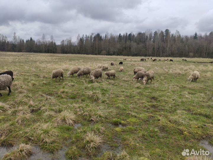 Овцы, бараны стадо