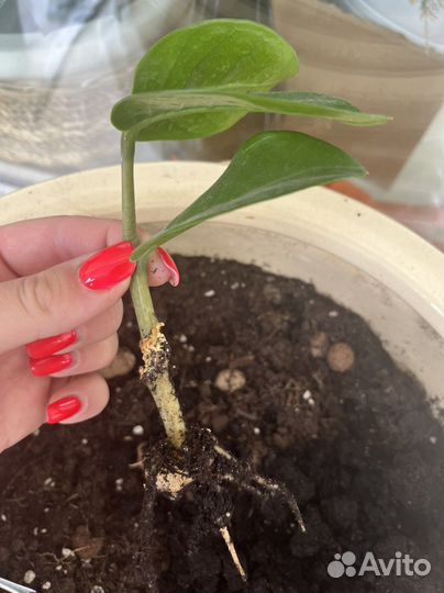 Замиокулькас