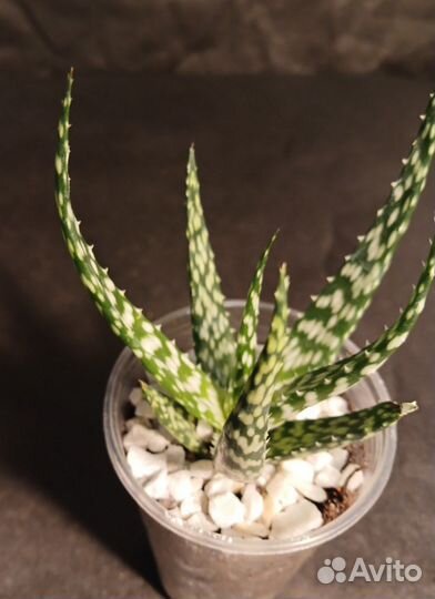 Алоэ Бронз Лизард