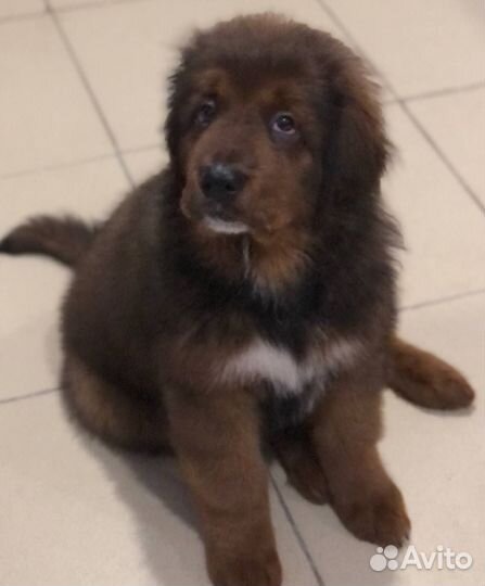 Тибетский мастиф щенки