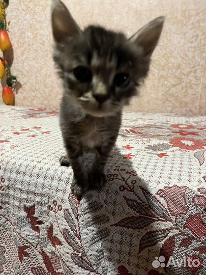 Кошка в дар