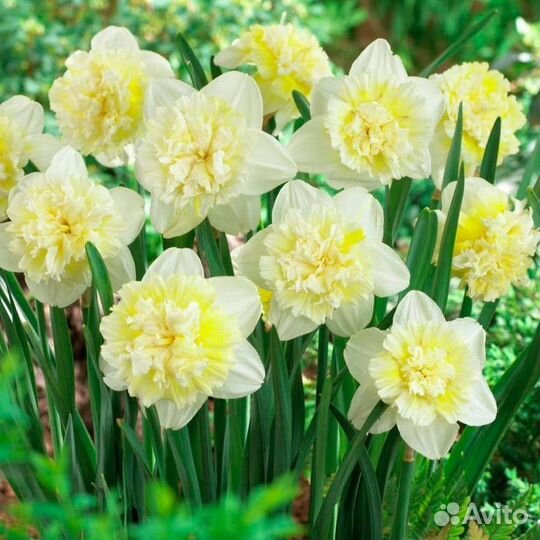 Нарциссы