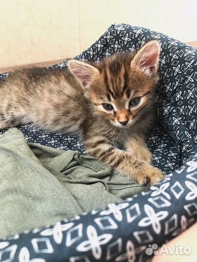 Кошка Пеструша в добрые руки