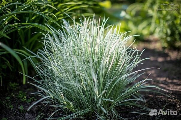 Снежноягодник.Кариоптерис.Райграс