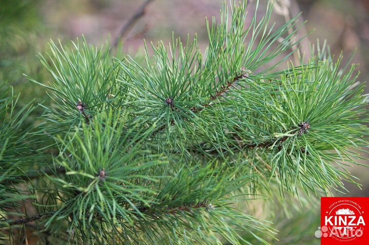 Сосна обыкновенная опт