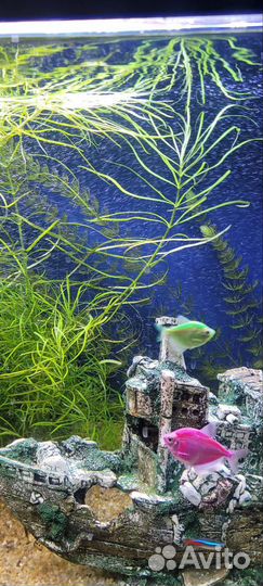 Аквариумные растения и не только