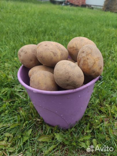 Продам продовольственный картофель