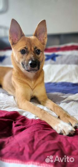 Передержка собак, зооняня