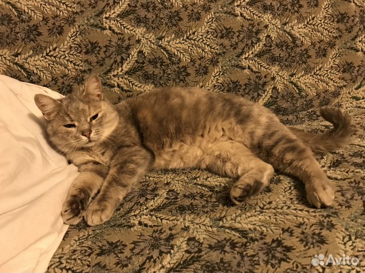 Кошечка, британка, стерилизована