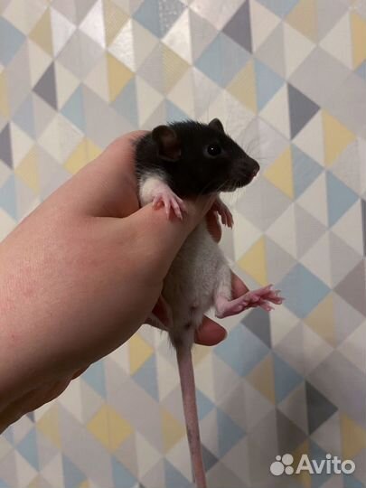 Дамбо крысята