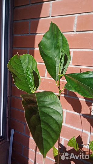 Деревце джекфрут