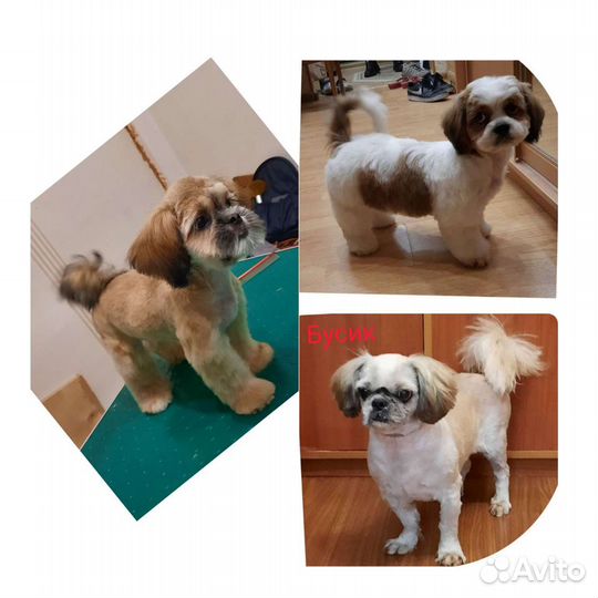 Груминг. Стрижка, вычес собак и кошек