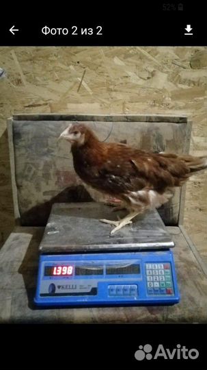 Куры молодки
