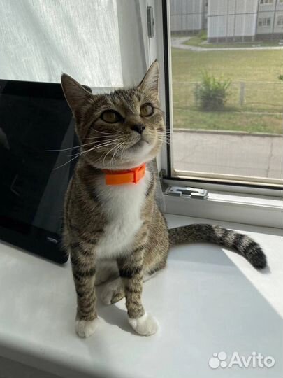 Котенок на улице
