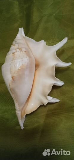 Раковины, коллекция, океан