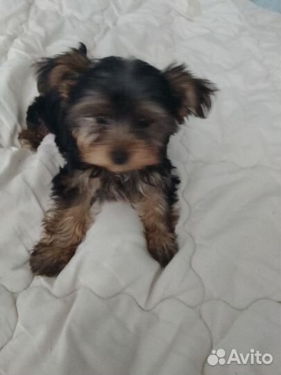 Йоркширский терьер