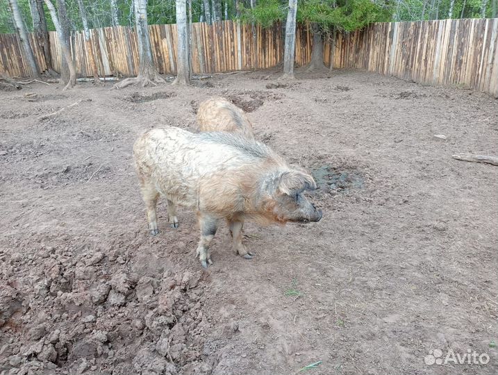 Хряк венгерской мангалицы