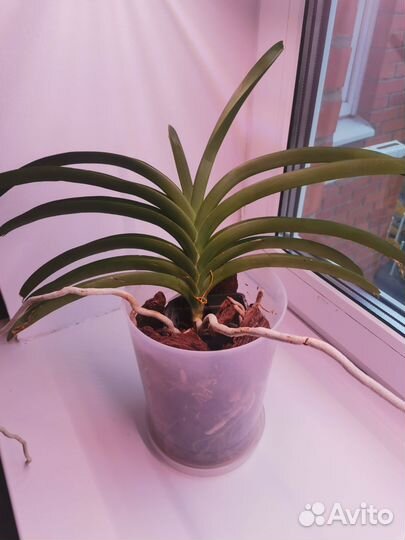 Орхидея Ванда