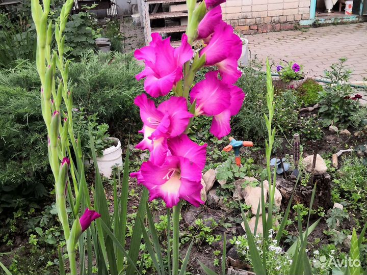 Гладиолусы на срез