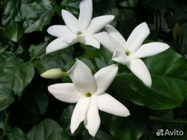 Комнатный цветок Жасмин комнатный Самбак