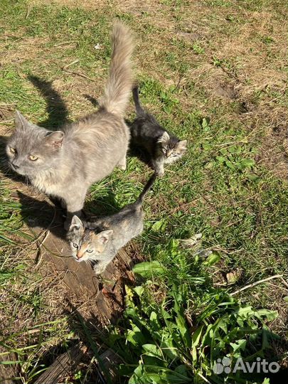 Котята в добрые руки бесплатно