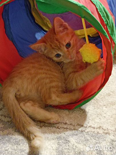 В добрые руки